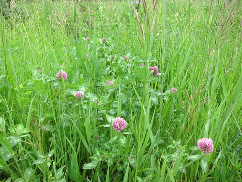 meadow, wildflower, wildflowers IMG_6887