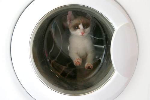 cat kitten washingmachine gatto lavatrice frulo ©nicopiotto