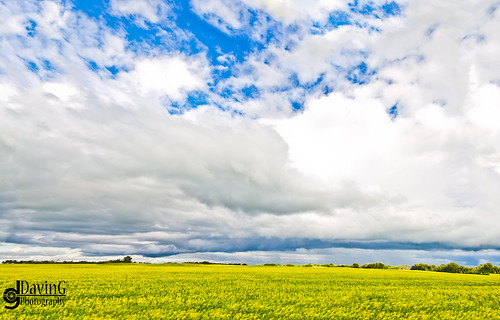 blue summer sky panorama yellow canon landscape outdoors panoramic davin 7d 1020mm canola sigma1020mm gegolick eos7d