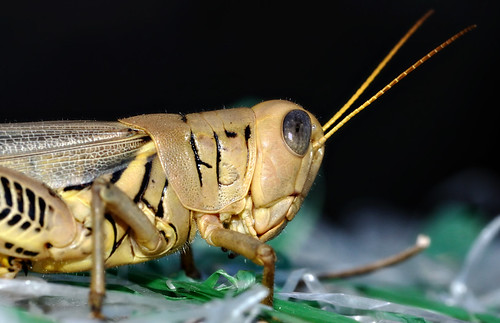 oklahoma nikon grasshopper nikkor ok shawnee differential 105mm melanoplus nikkormicro 28g flickraward differentialis nikonflickraward