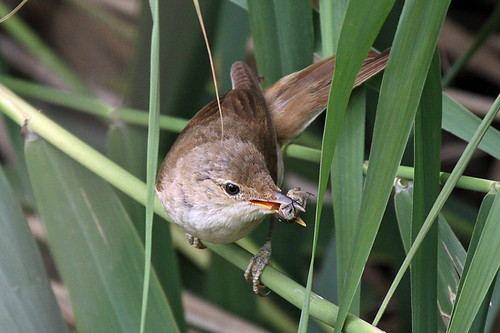 france canon reedbed maineetloire reedwarbler 100400l eos7d lacdepincemaille