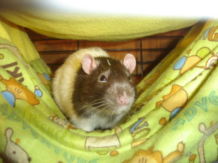 Handsome boy from Star&#039;s Rat Rescue