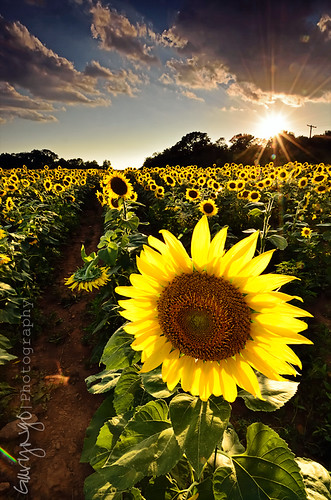 sunset sky clouds star nikon maryland sunflower flare potomac sunflare mckeebeshers poolsville d7000