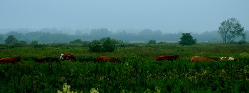 green rain garden denmark cows meadow olympus have dk danmark e510 hjeds