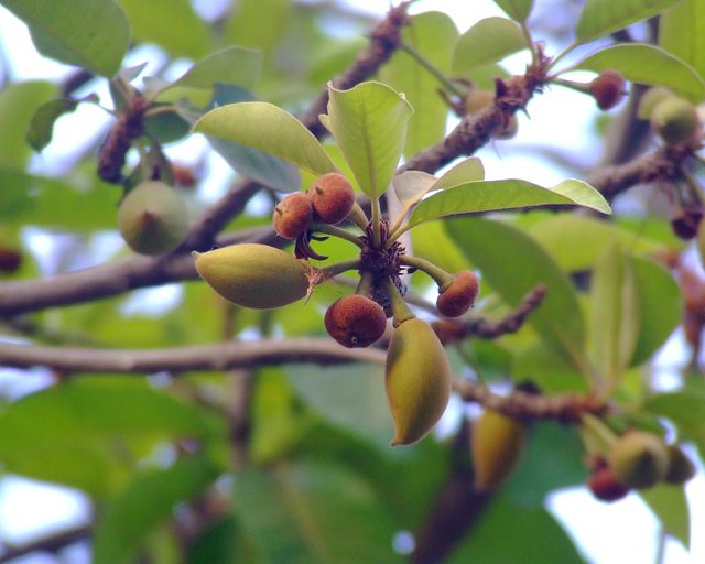 Mahua fruits Madhuca indica Sapotaceae 2011_0417 | Flickr - Photo Sharing!