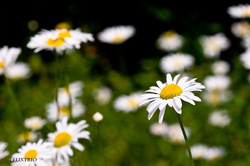 Daisies by Bruce Shapka