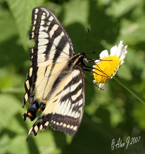 ny newyork canon butterfly bokeh adirondacks 7d upstatenewyork uppersaranaclake mygearandme ringexcellence 100mmmacrof28lisusm