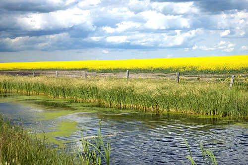 water grass canon fence farm country fields canola rebelt1i