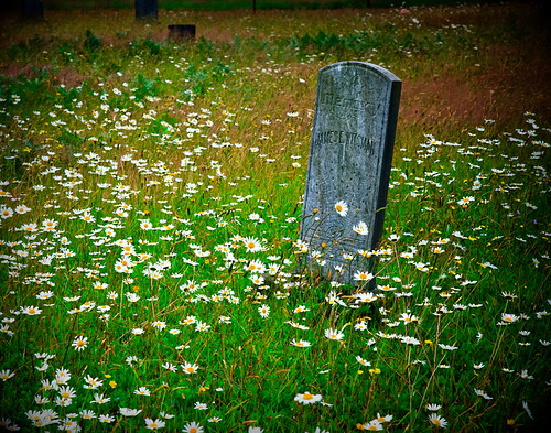 flowers summer usa flower color art nature overgrown cemetery grass daisies rural cool weeds colorful nw mood headstone july sharon pacificnorthwest grasses washingtonstate pnw damp sentiment dandelions 2011 schnoor simplelogic graysharborcounty southbankroad mrwitsman tooheavyonthevignetteasyoucansee processedforadarkmatte