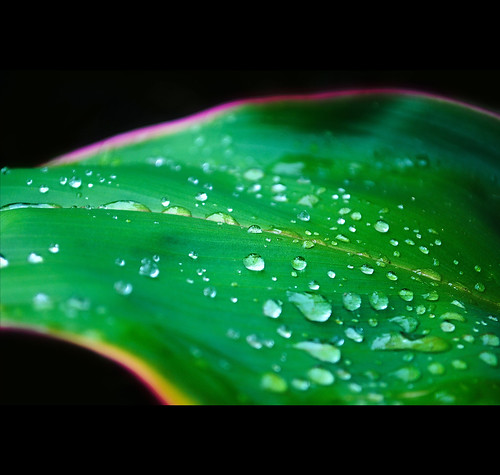 morning plant green leaf drops dew dropplets
