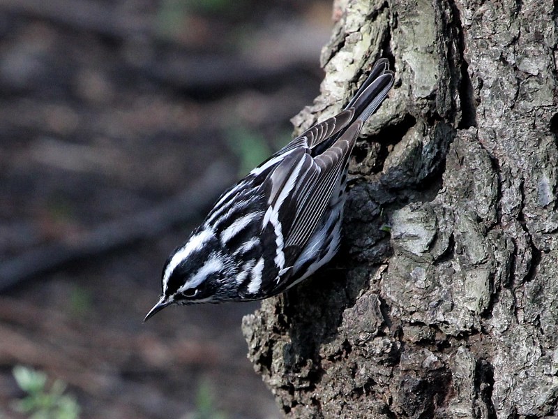 Photograph titled 'Black-and-white Warbler'