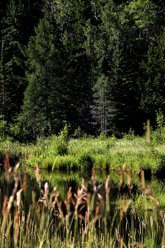 trees wild summer vacation lake green water grass pine canon outdoors pond weeds stream dof michigan cedar wilderness bushes cattail copperharbor 60d
