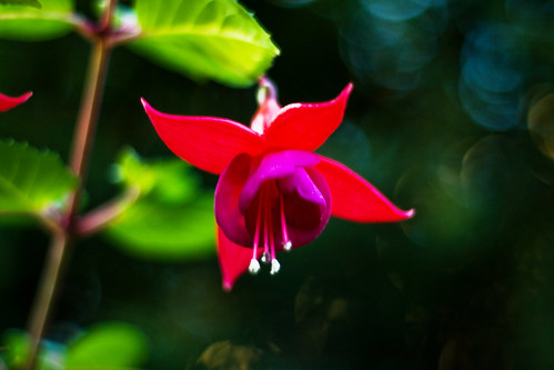 The humble fuchsia is a beautiful flower in many British gardens. What folklore and legends surround these wonderful plants? Click here to find out.