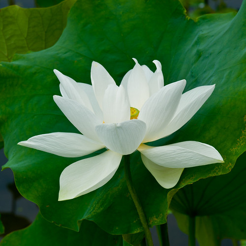 summer white flower macro june japan lotus saitama earlysummer nikond3 古代蓮の里 行田 makroplanart2100zf dsa7437 2011crazyshin