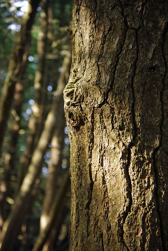 light tree nature outdoors bark presquile