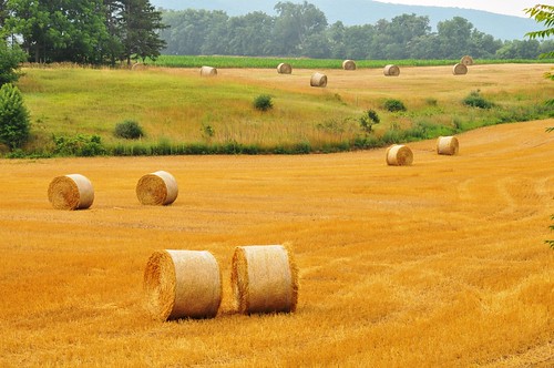 field scenic hay