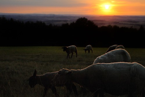sunset nature animals sheep