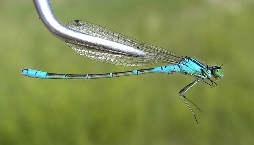 insect damselfly odonata bluet zygoptera coenagrionidae prairiebluet coenagrionangulatum