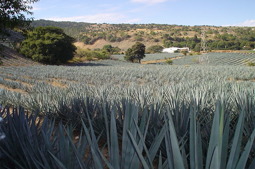 mexico jalisco tequila cabalgatas paisajeagavero