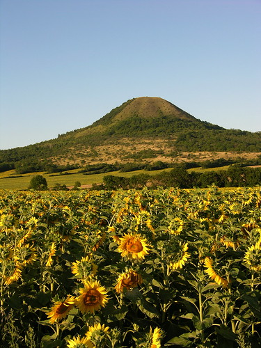 flower nature landscape flora czech sunflower landschaft slunečnice české oblík středohoří mygearandme