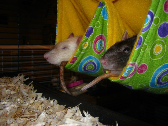 Snoozing in the Rat Stash
