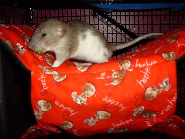Baby Louie &amp; his Rattums Hammock