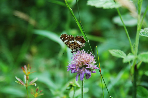 summer butterfly map wildlife meadow araschnialevana
