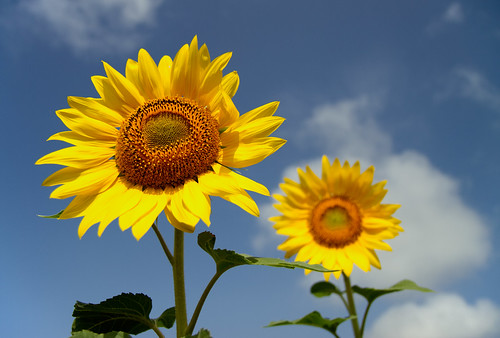 india flower bokeh bluesky sunflowers sunflower karnataka canon1755mmf28 canoneos7d amarraavi hangala gettyimagesindiaq3