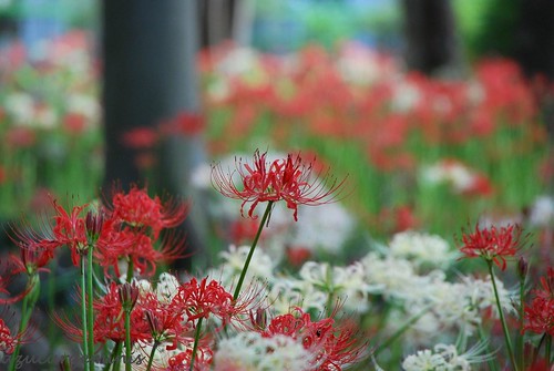 red white flower tree green field japan temple grey nikon chiba spiderlily matsudo d60 beautifulexpression photographyrocks bokehlicious saveearth auniverseofflowers awesomeblossoms 4tografie