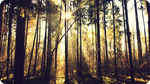 trees light sunlight love sunshine forest switzerland shadows shine walk swiss rays sunrays hss
