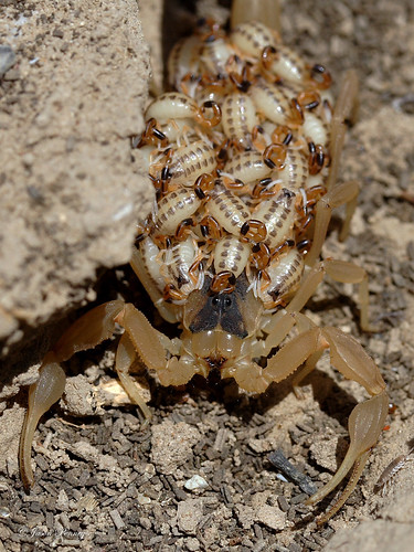babies scorpion bark piggyback striped vittatus juveniles centruroides