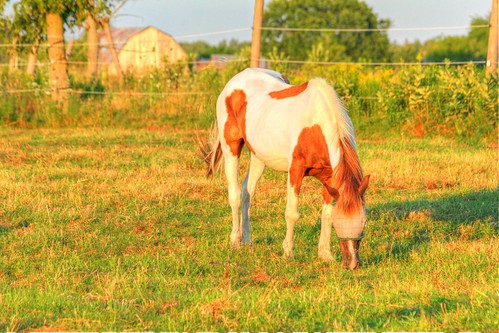 sunset red horse warm farm hdr lparent