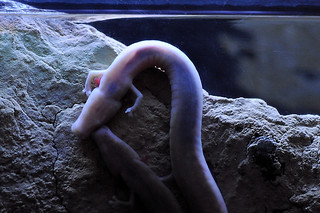 Olms (Proteus anguinus) in the aquarium in the beautiful Caves of Choranche