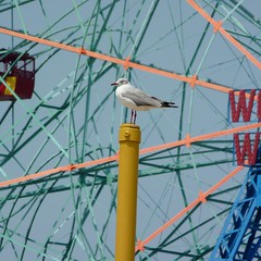 Gray-hooded Gull is not impressed by your Wonder Wheel