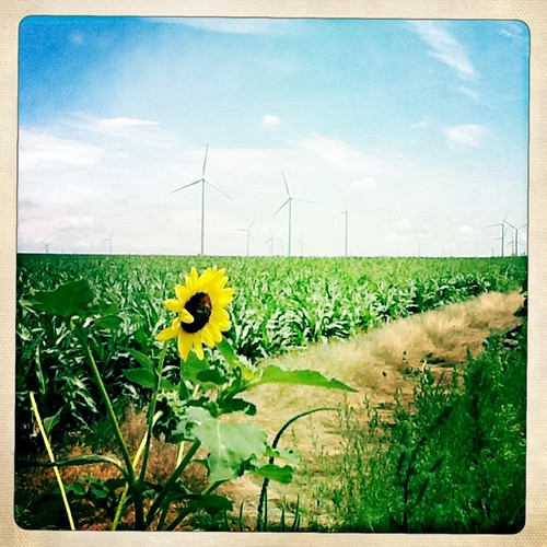 flowers windmill scenery