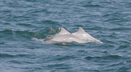 英華威風機插進白海豚的「野生動物重要棲息環境」；攝影：莫聞