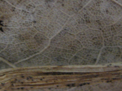 pattern nest mesh body dry system vein cells fragile