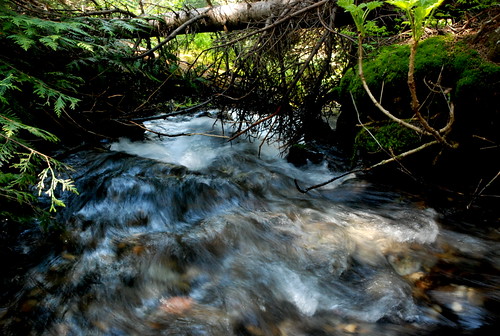 wild mountain canada green water beautiful pine stream britishcolumbia running motionblur fallen birch fernie rushing islandlakelodge coryfunk theqsgotofernie cottoncandyshot