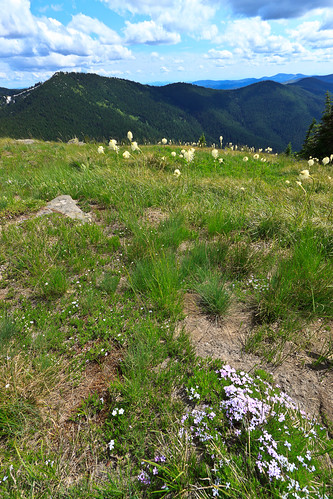 mountains idaho wildflowers scenicviews grandmothermountain stjoenationalforest idahopanhandlenationalforests