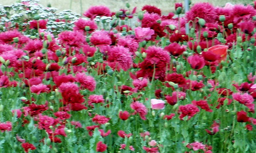 flowers red canada color colour green garden farm sk coulee prairie saskatchewan agriculture 2011 canadagood thisdecade