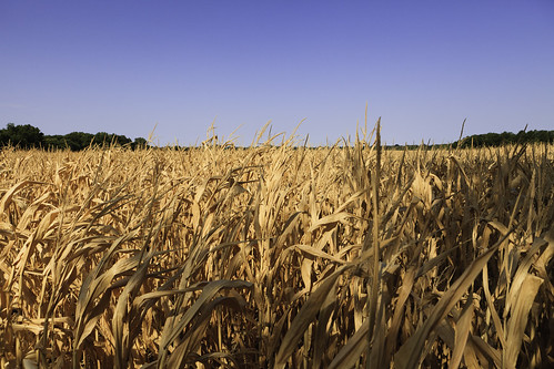 oklahoma corn cornfield drought