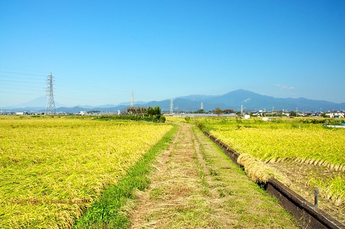 japan rice suburbia fields farms crops kanagawa hiratsuka ©jameskemlo ©junpeihayakawa