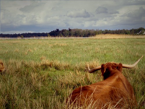 trip landscape countryside cows sweden grassland orebro