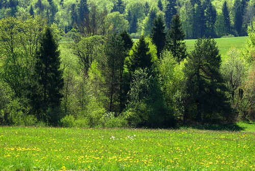 las trees nature river woods flora poland polska natura basin prospect beskidy biała drzewa pejzaż dorzeczebiałej