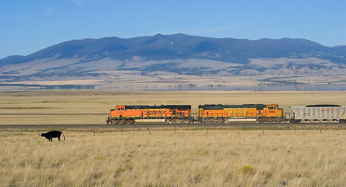 railroad train cow montana bovine bnsf mrl coaltrain montanaraillink mrl2ndsubdivision winstonhillmontana