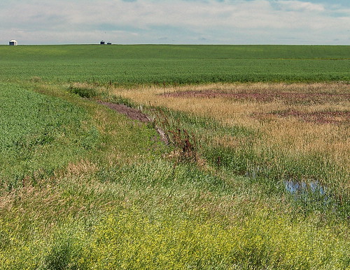 brown canada color colour grey farm wheat sk prairie saskatchewan agriculture swiftcurrent 2011 canadagood thisdecade