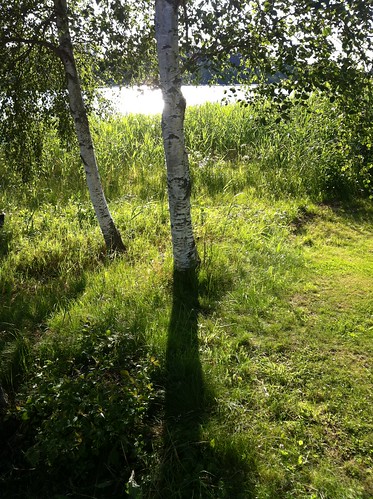 light sky sun reflection tree green nature water landscape photography iphone