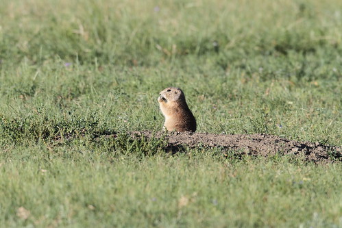 animals mammals rodent northamerica grasslands national park blacktailed prairiedog