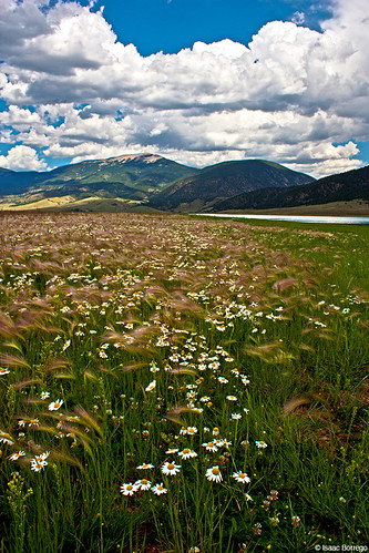 flowers eaglenestlake lake eaglenest mountains sangredecristomountains newmexico plants valley rockymountains unitedstates america