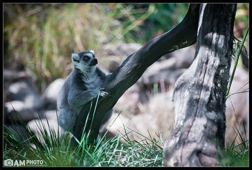 california nature animal animals nikon wildlife sonoma stripe safari telephoto lemur sonomacounty nikkor santarosa preserve madagascar sanctuary africansafari wildlifepreserve safariwest siliconvalleyphotography aaronmeyersphotography